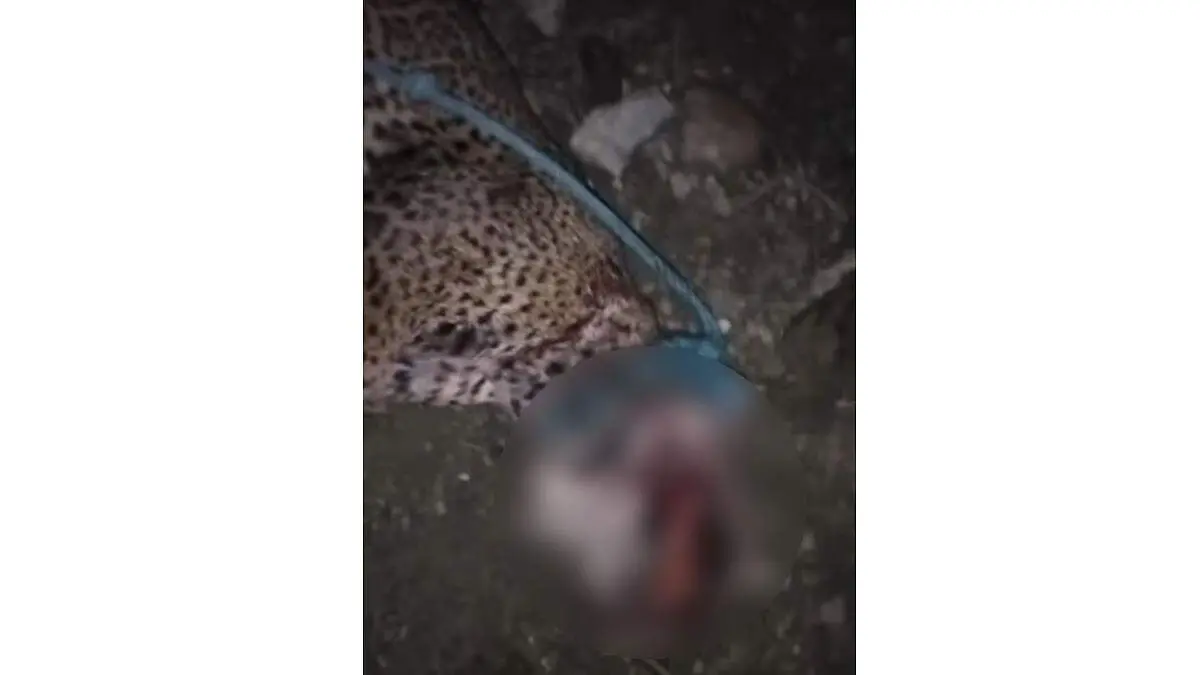 Jaguar asesinado